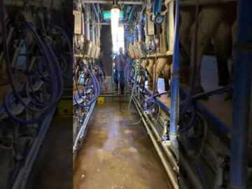 Swiss Cow milking process!