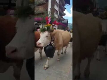Swiss Cow Parade